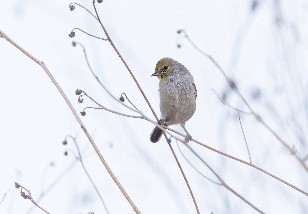 Verdin - ML641974879