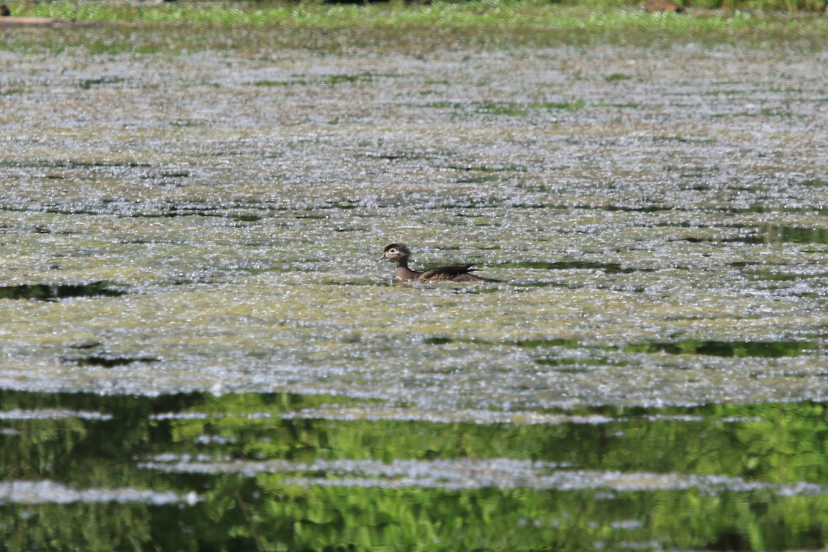 Wood Duck - ML641974887