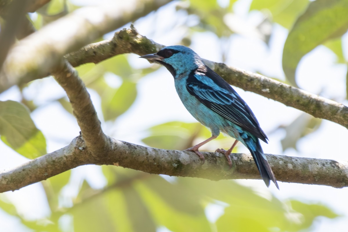 Blaukopfpitpit - ML641974889