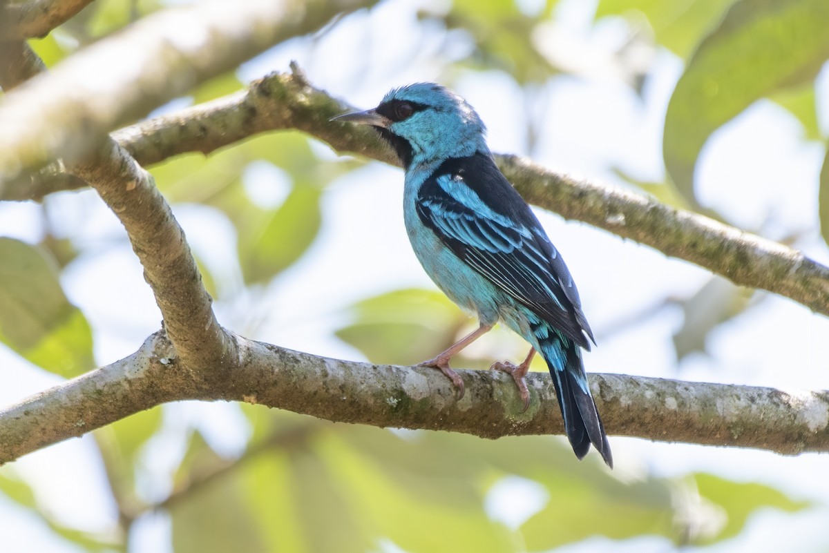 Blaukopfpitpit - ML641974890