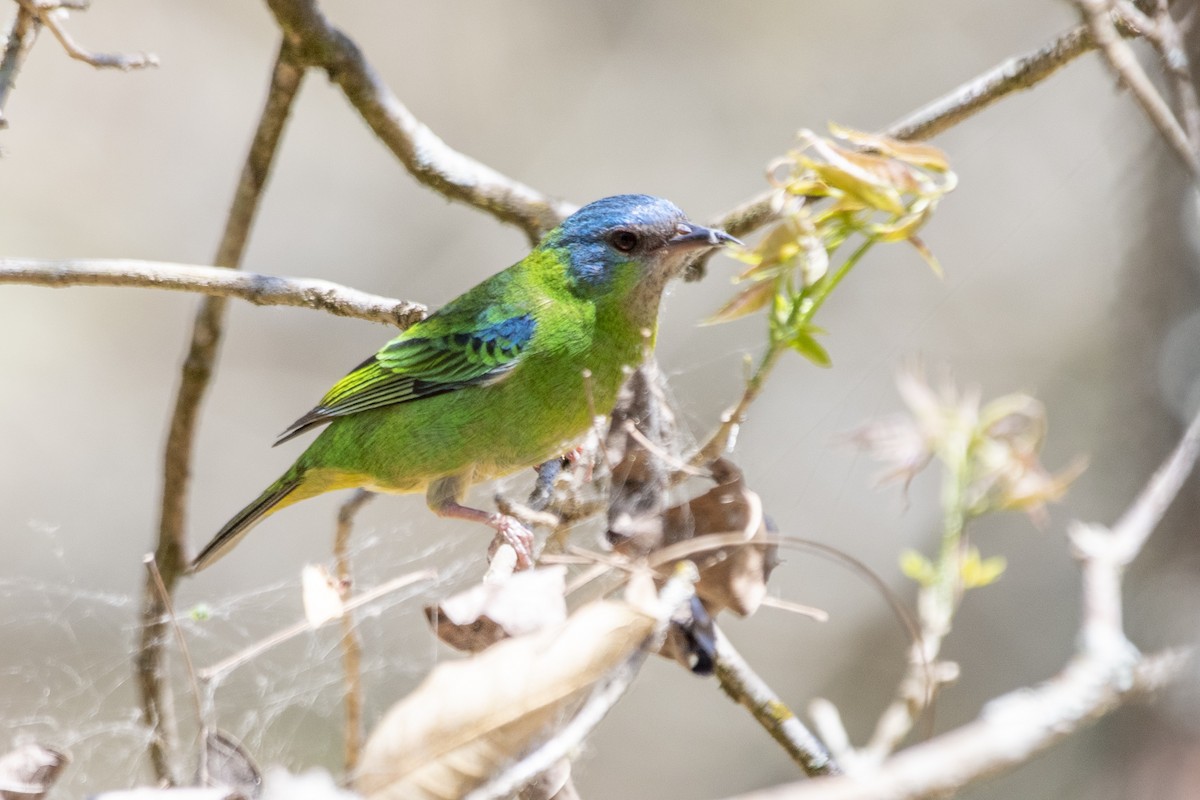 Blaukopfpitpit - ML641974891