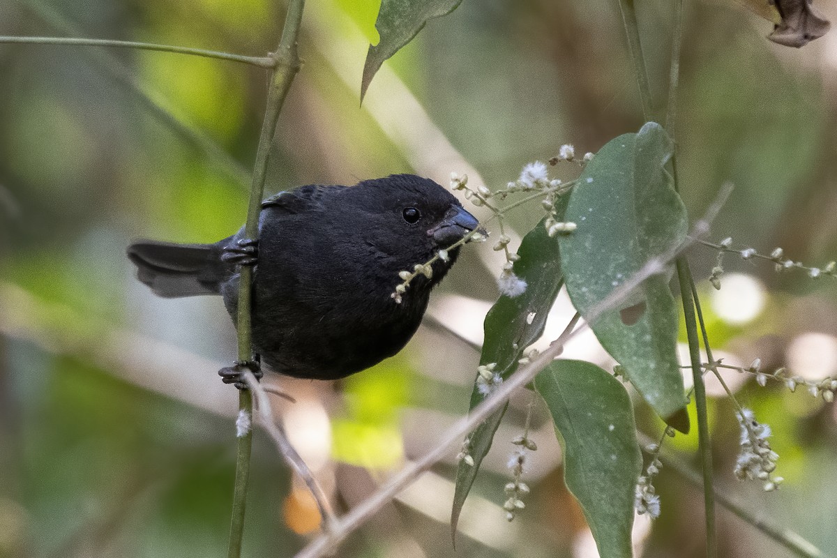 Sooty Grassquit - Luiz Carlos Ramassotti
