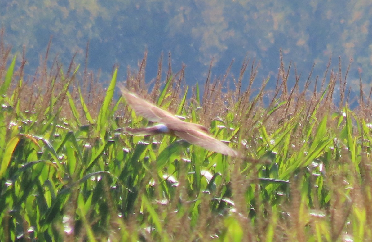 Northern Harrier - ML641974937