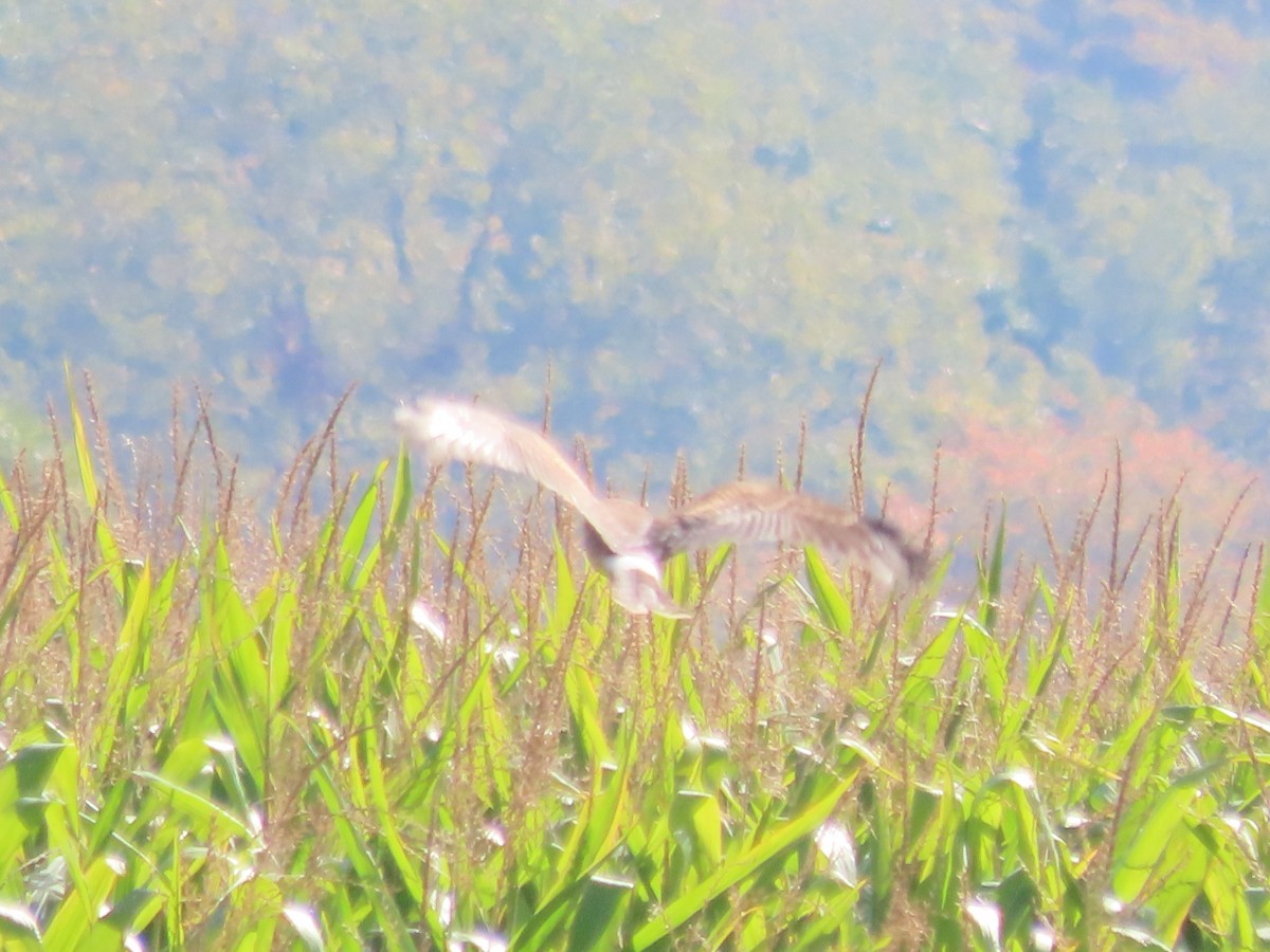 Northern Harrier - ML641974938