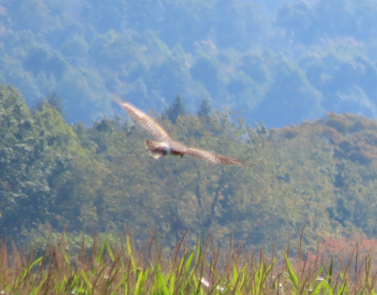 Northern Harrier - ML641974939