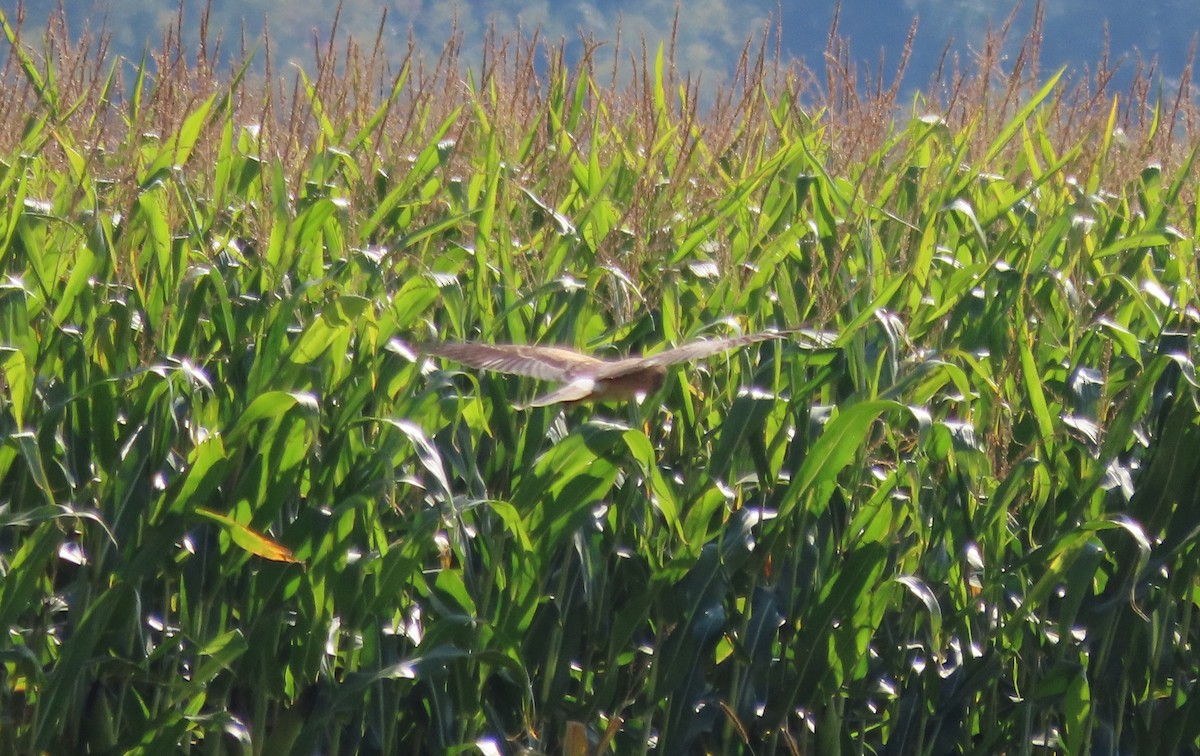 Northern Harrier - ML641974940
