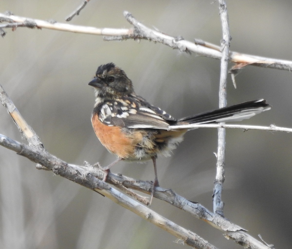 Spotted Towhee - ML641974951