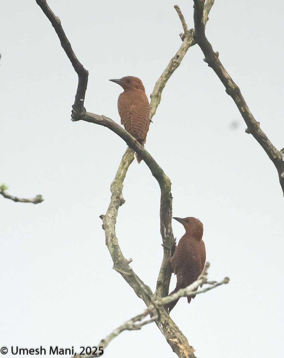 Rufous Woodpecker - ML641974959