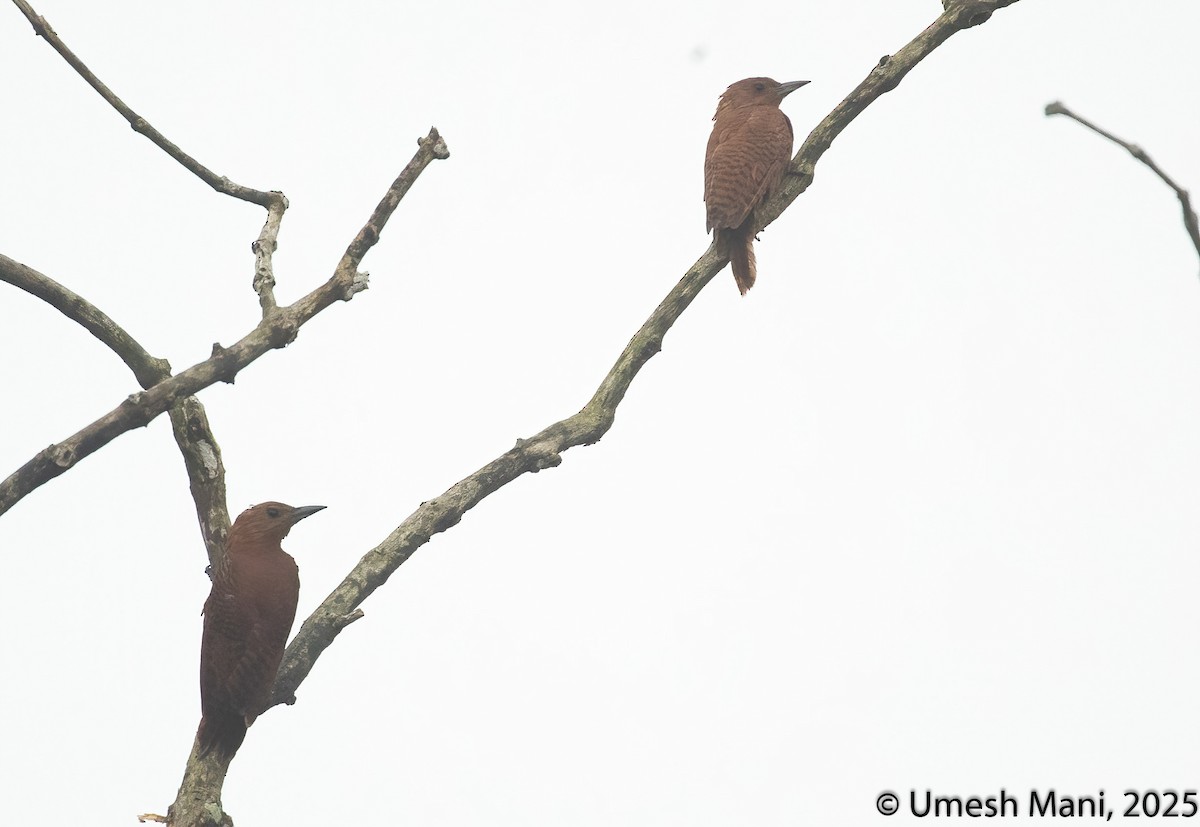 Rufous Woodpecker - ML641974960