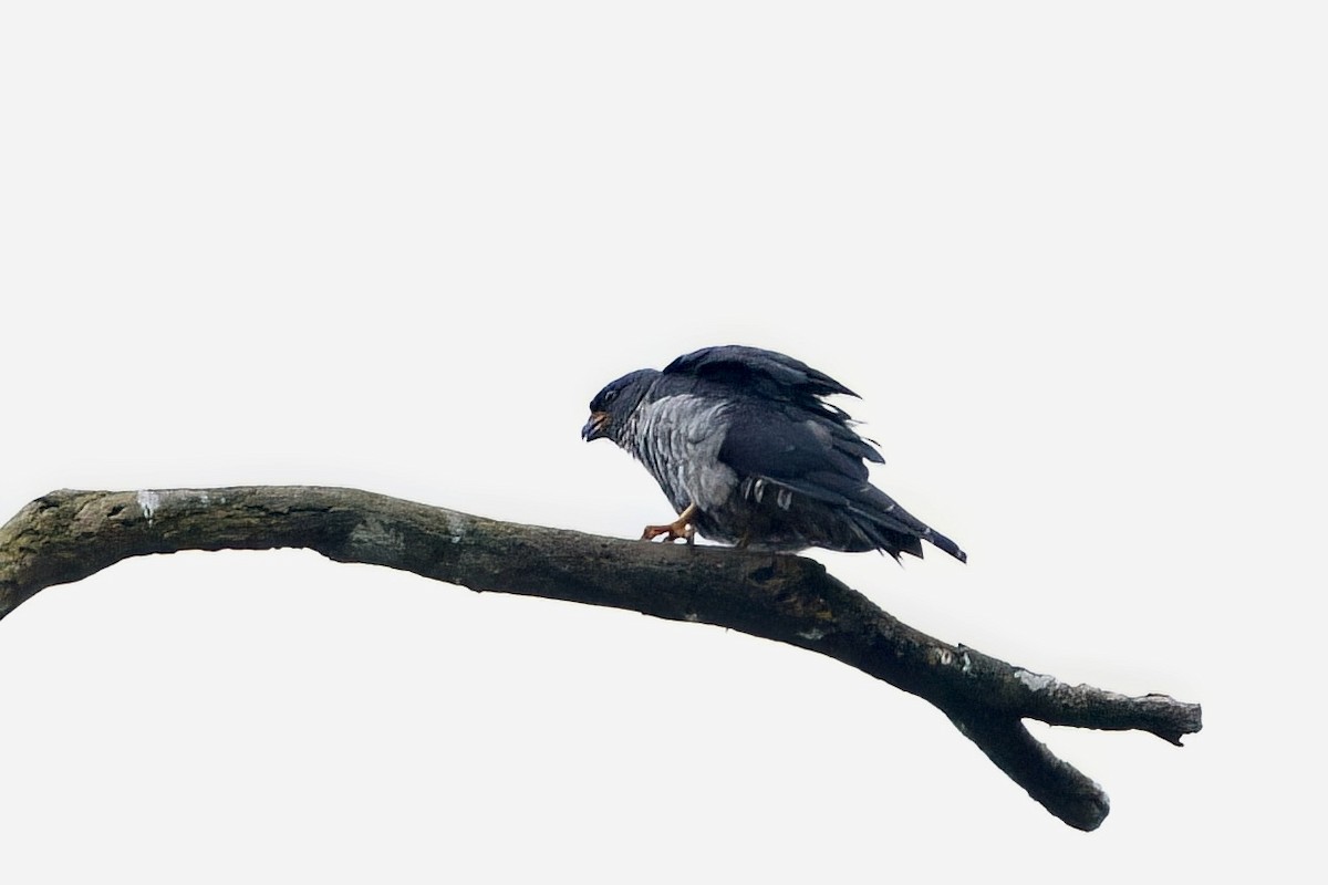 Plumbeous Kite - ML641974962