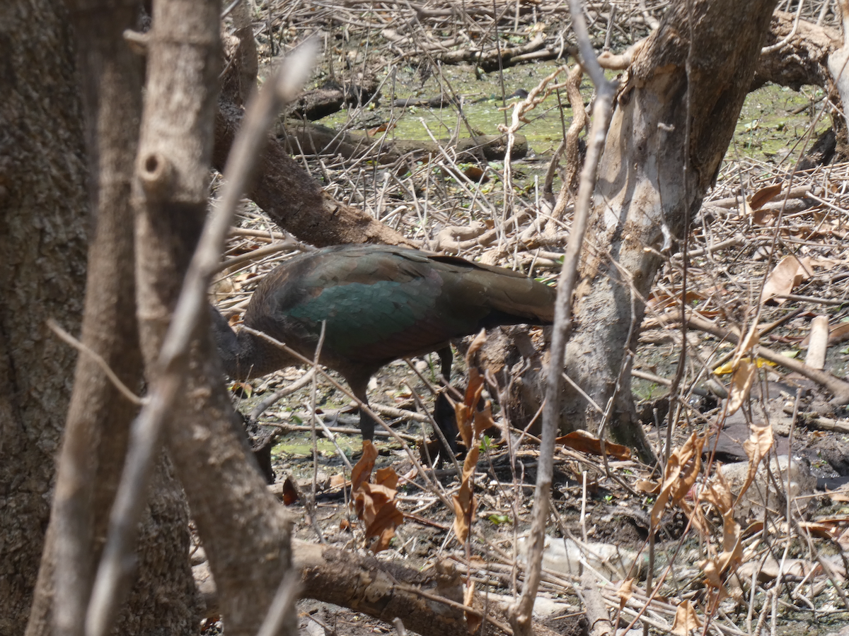 Hadada Ibis - ML641974972