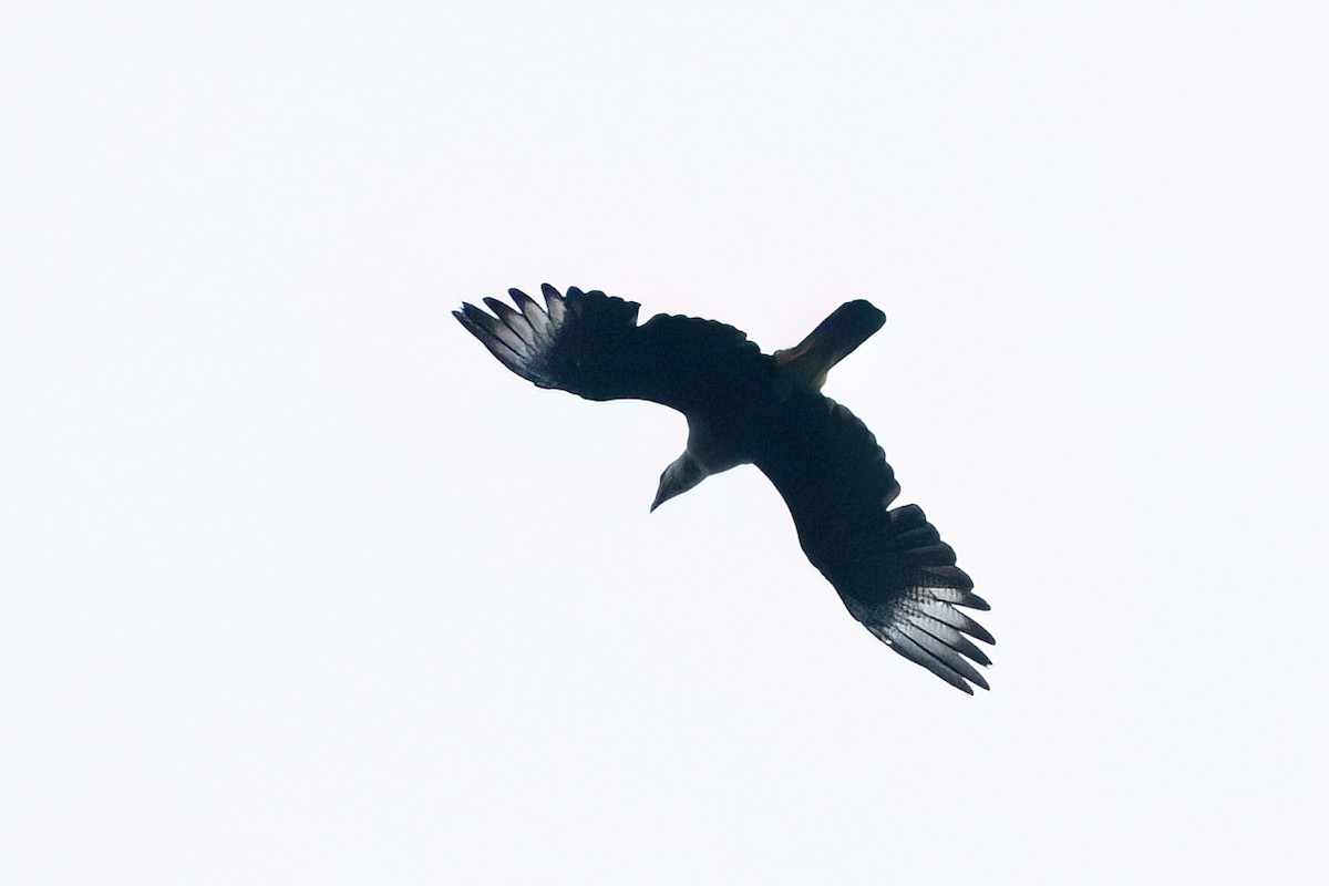 Crested Caracara - ML641974977