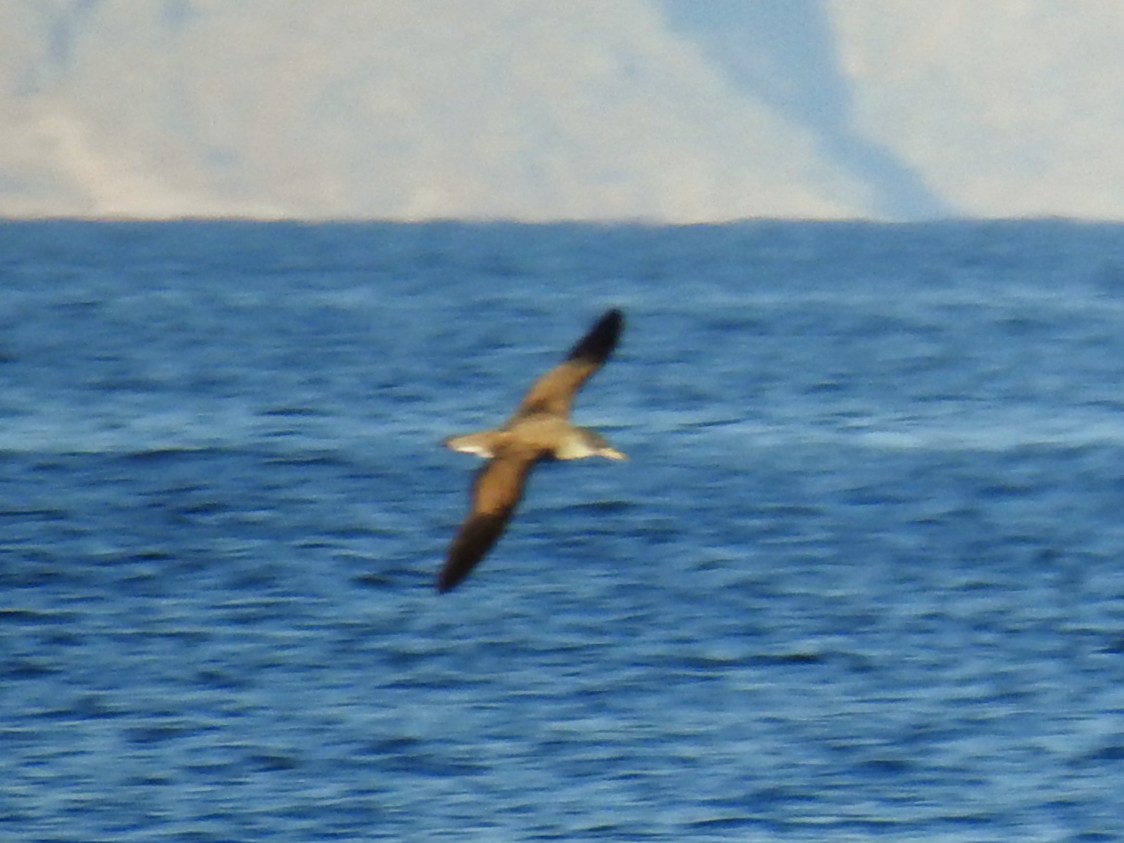 Scopoli's Shearwater - ML641974979