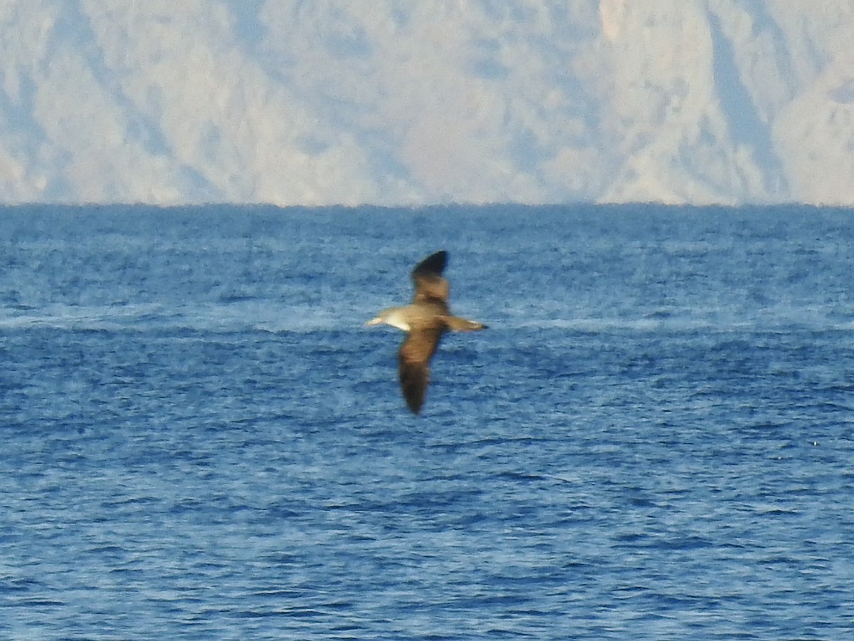 Scopoli's Shearwater - ML641974980