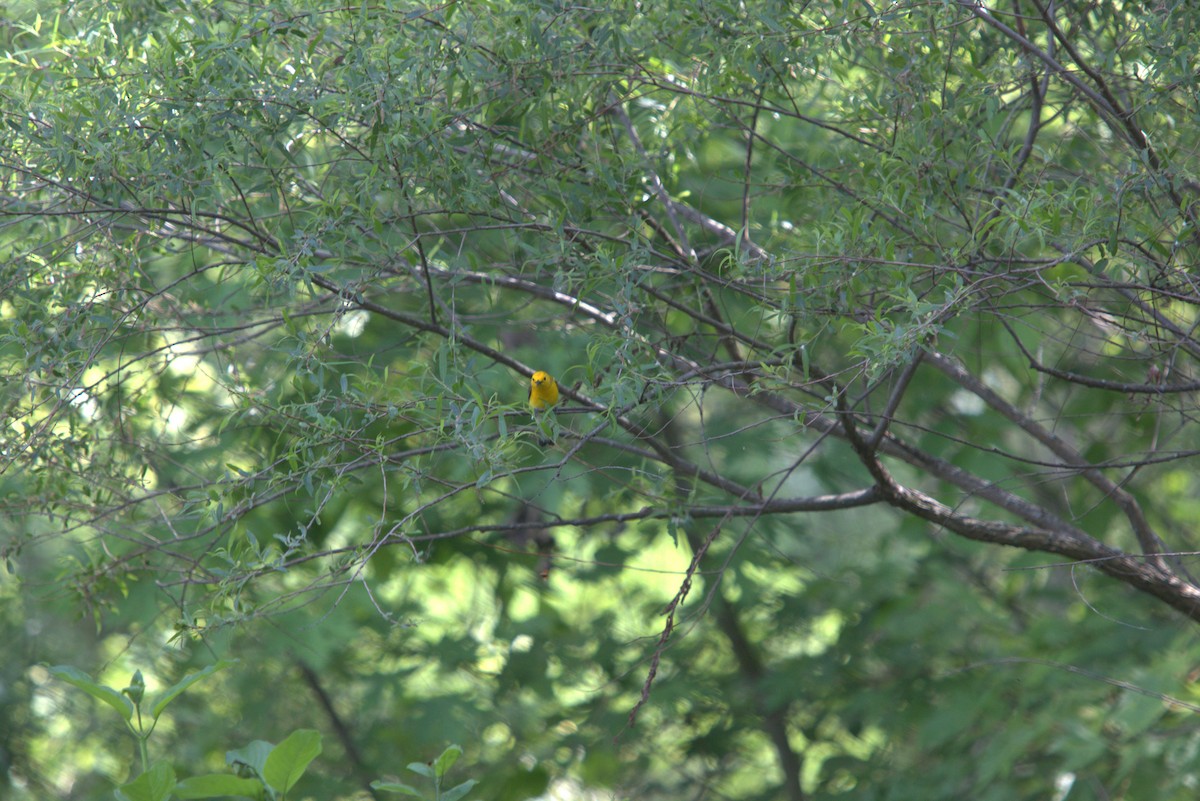 Prothonotary Warbler - ML641974984