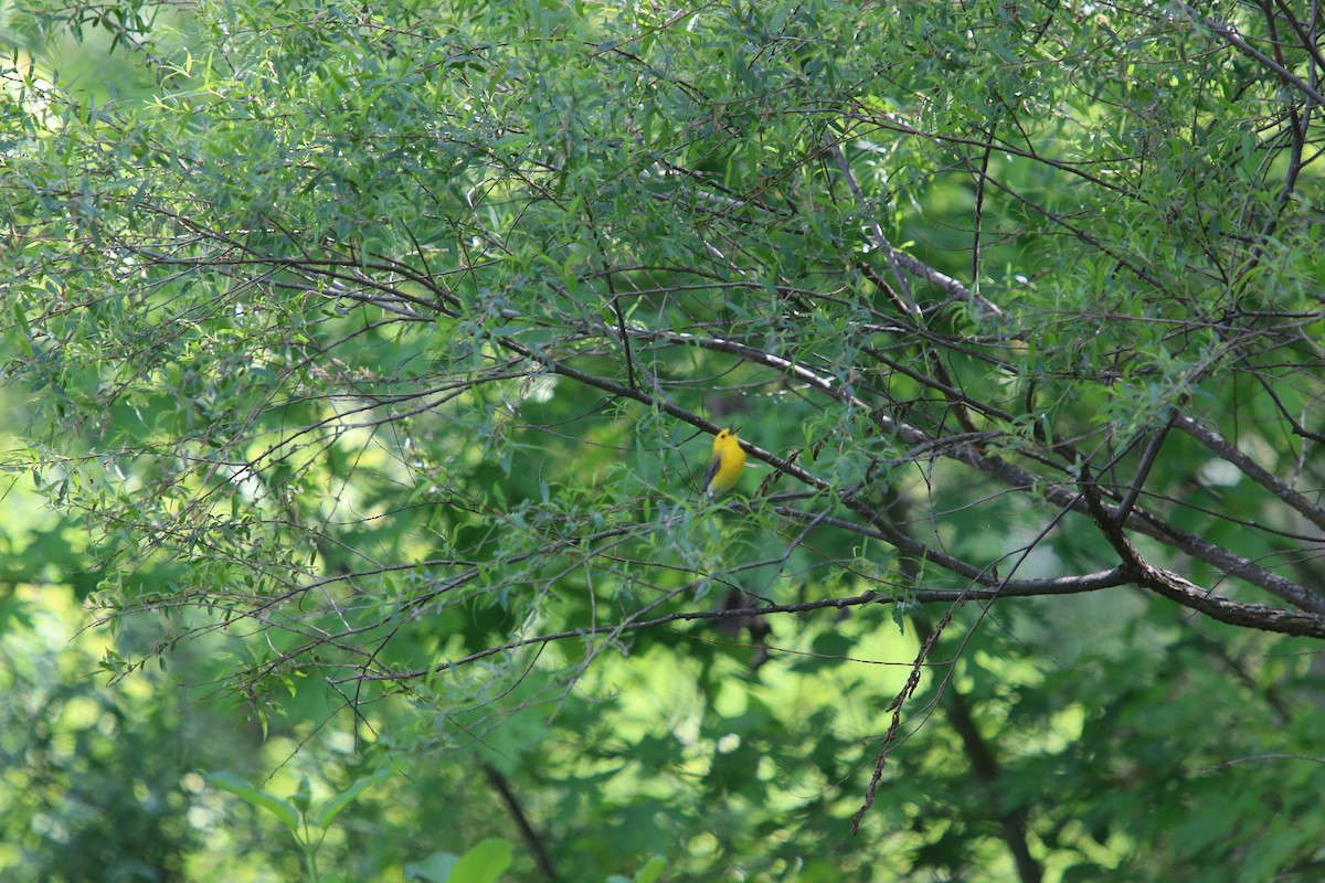 Prothonotary Warbler - ML641974986