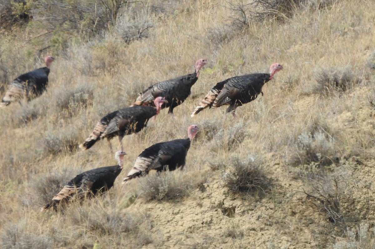Wild Turkey - ML641974990