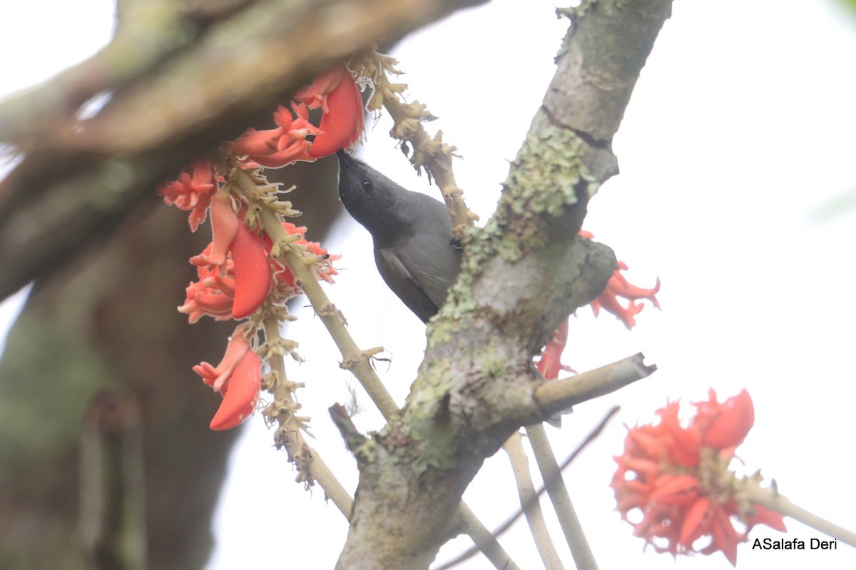 Bannerman's Sunbird - ML641974992