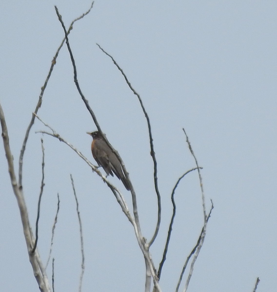 American Robin - ML641975000