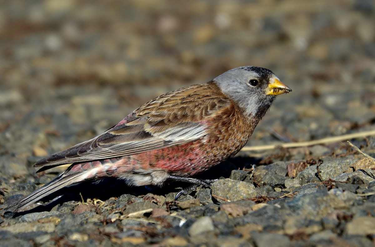 Gray-crowned Rosy-Finch - ML641975003