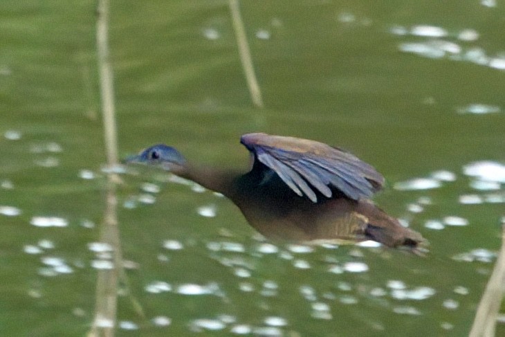 Great Tinamou - ML641975008