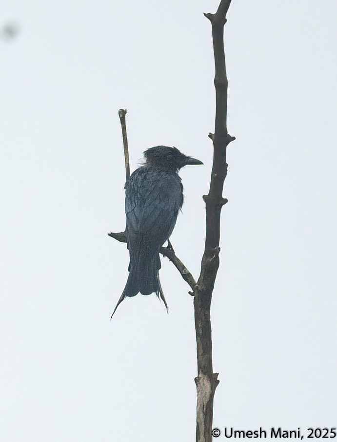 Bronzed Drongo - ML641975009