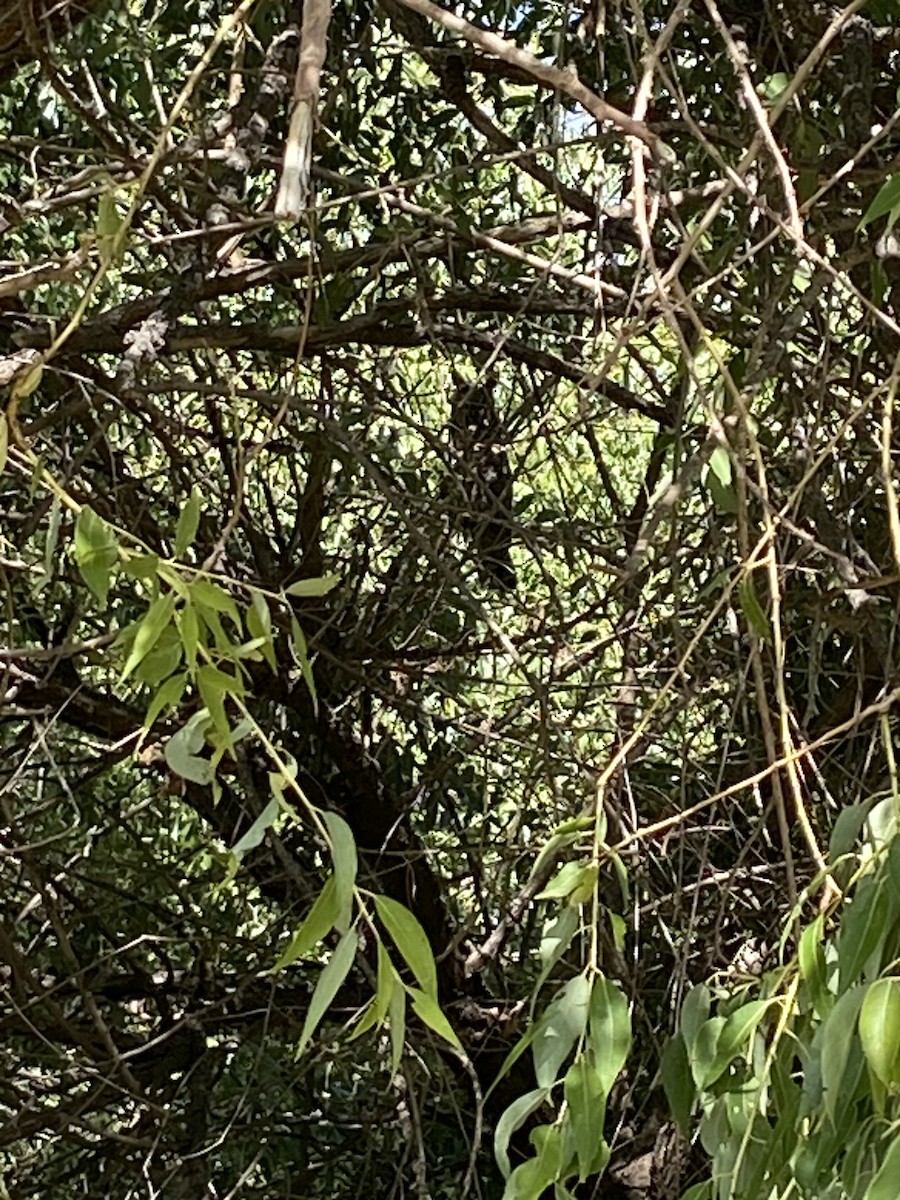 Long-eared Owl - ML641975015