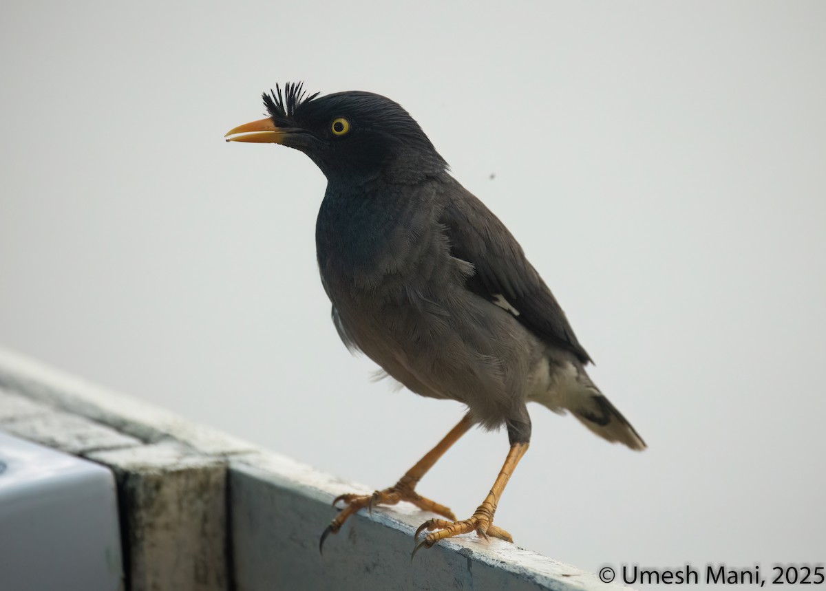 Jungle Myna - ML641975032