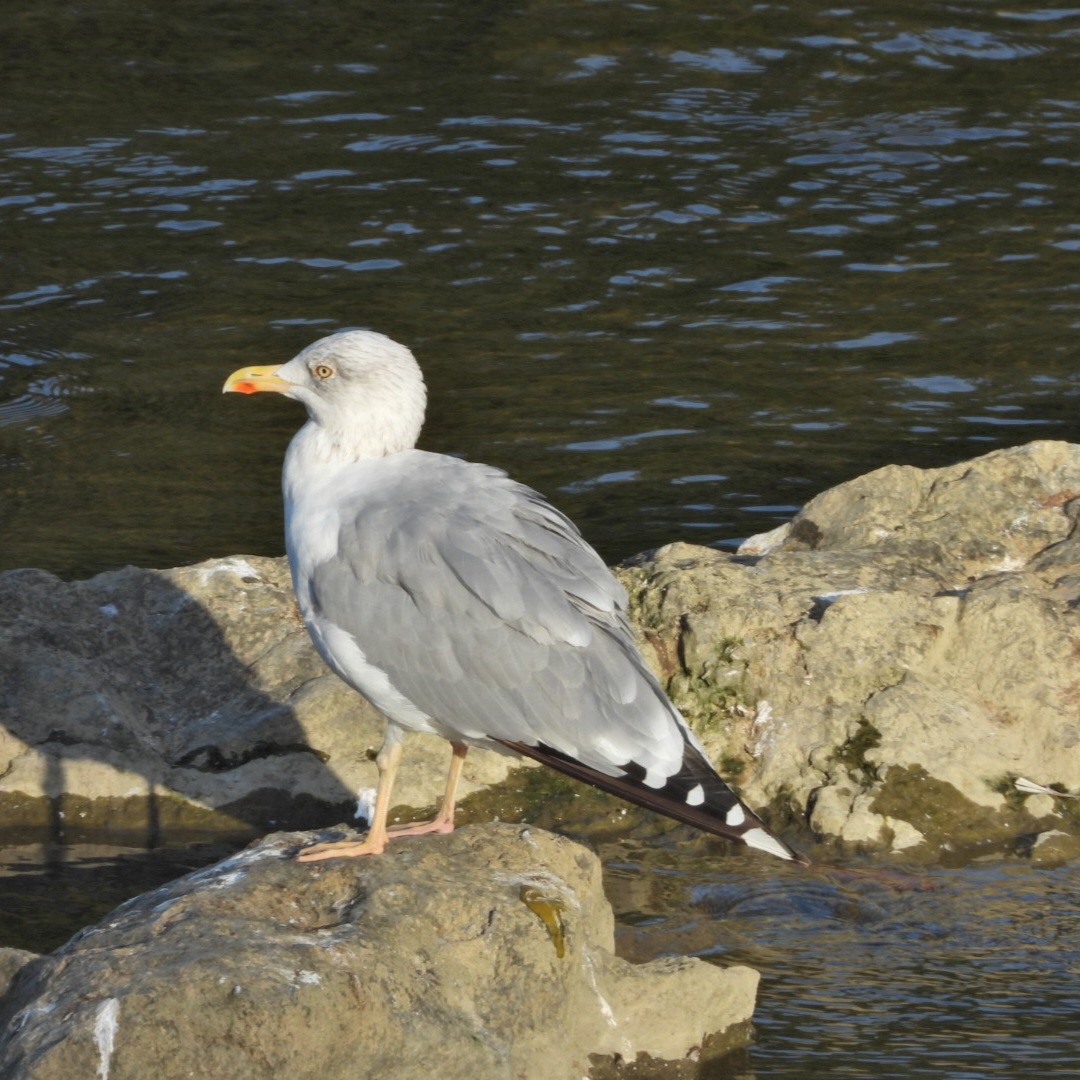 European Herring Gull - ML641975039