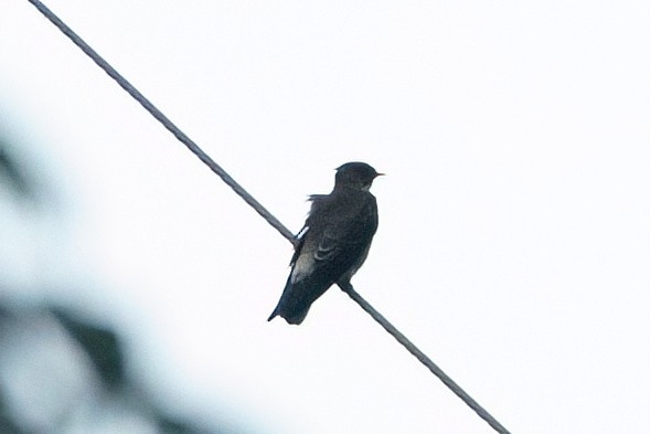 Southern Rough-winged Swallow - ML641975042