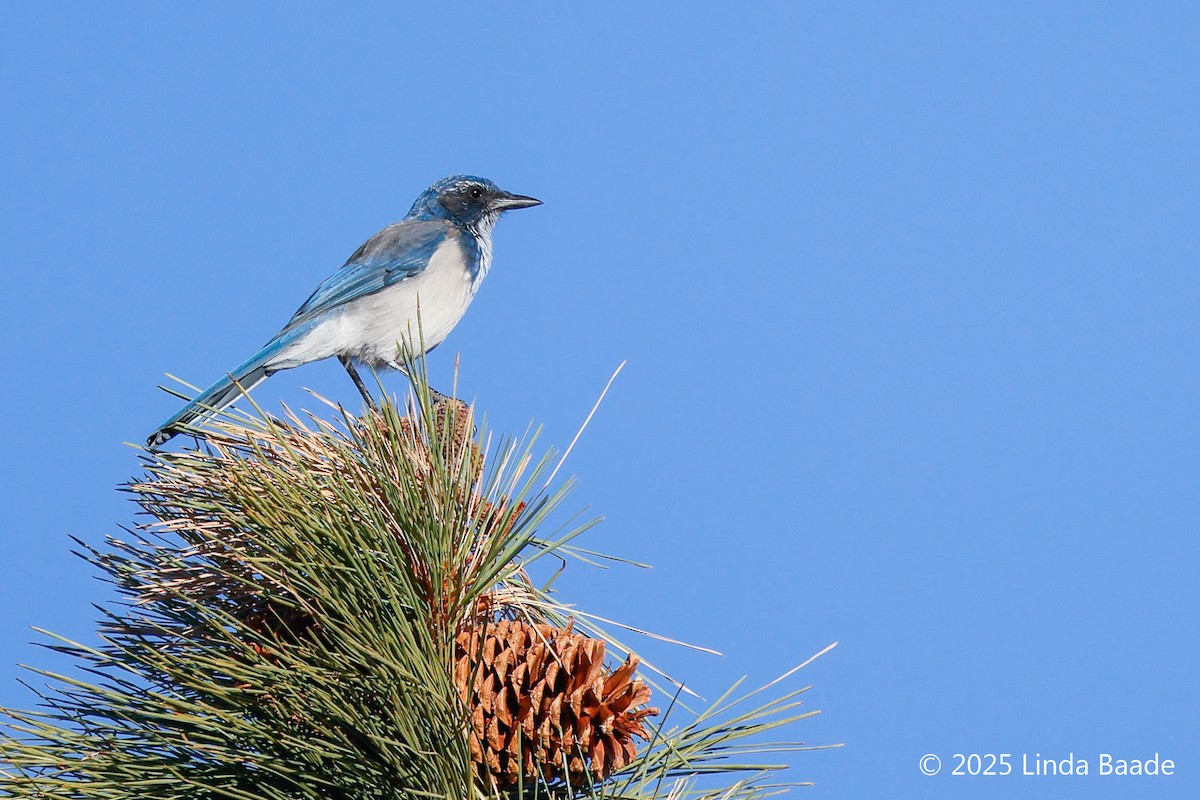 California Scrub-Jay - ML641975046