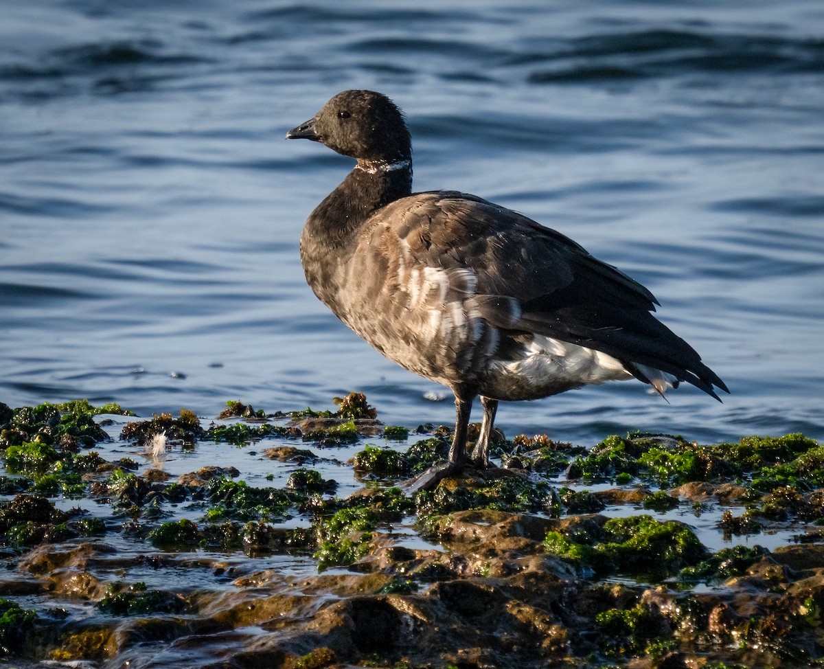 Brant - ML641975049