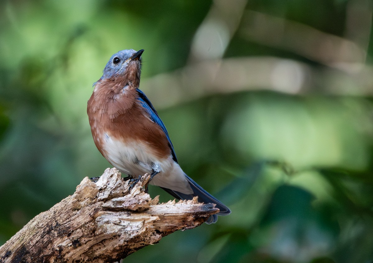 Eastern Bluebird - ML641975072