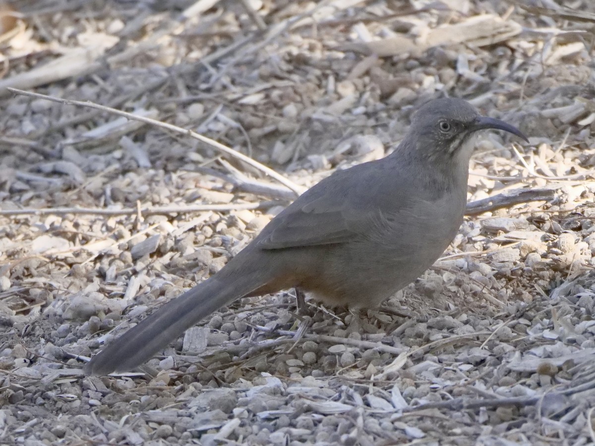 Crissal Thrasher - ML641975080