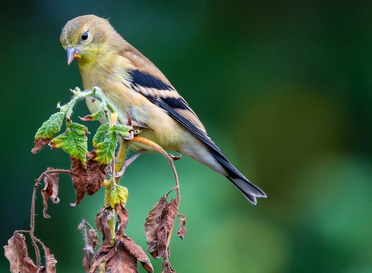 Chardonneret jaune - ML641975084