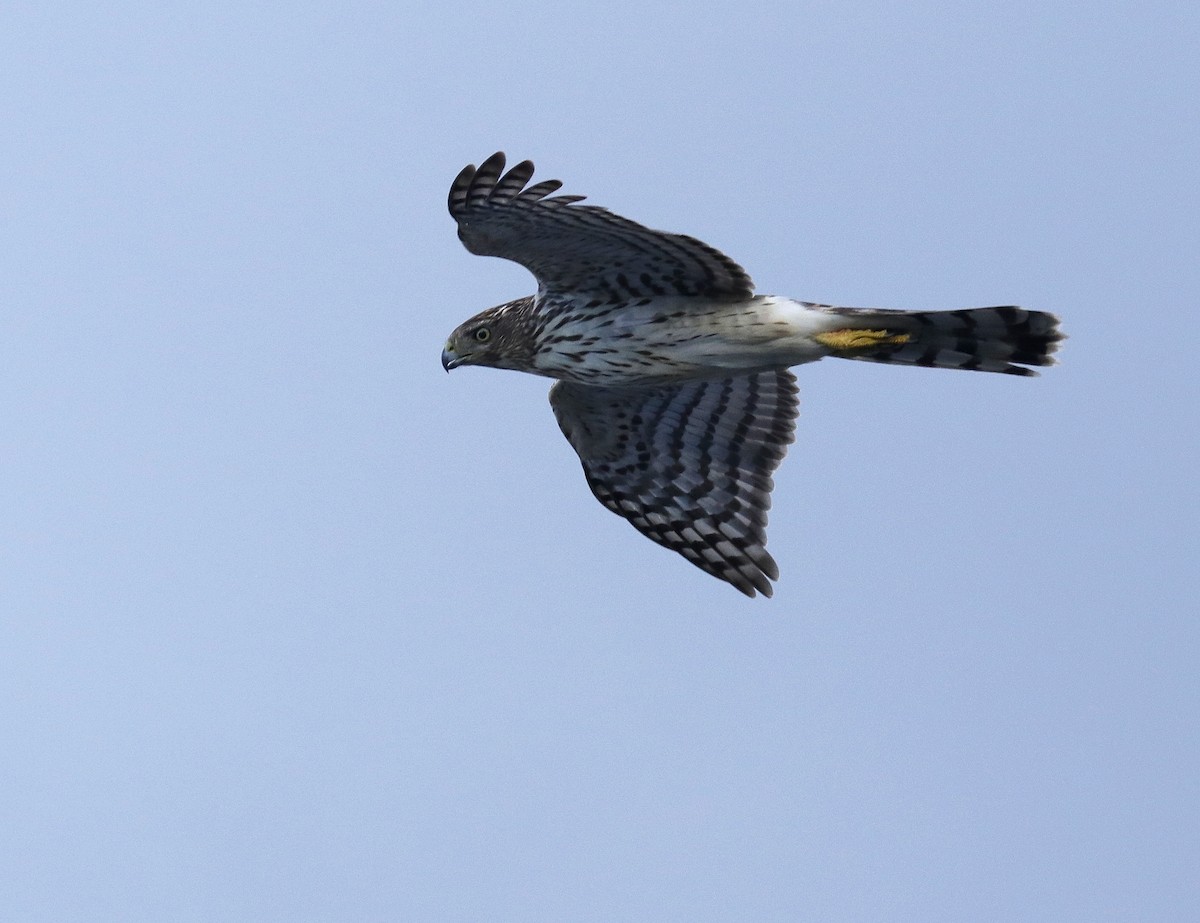 Cooper's Hawk - ML641975088