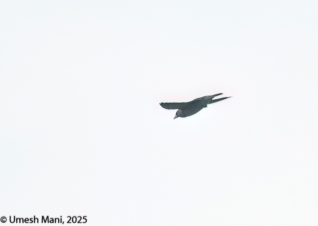 Ashy Woodswallow - ML641975095
