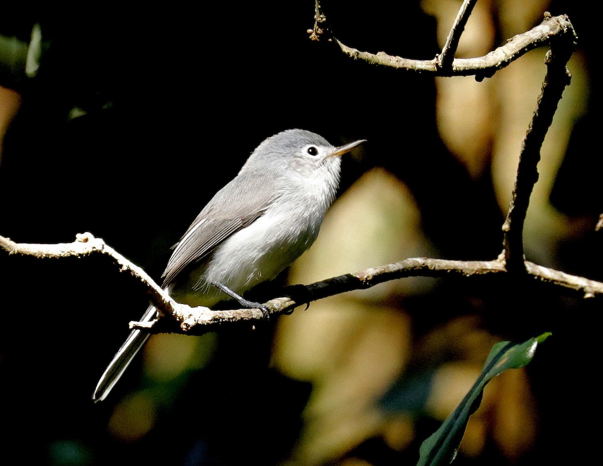 Blue-gray Gnatcatcher - ML641975096