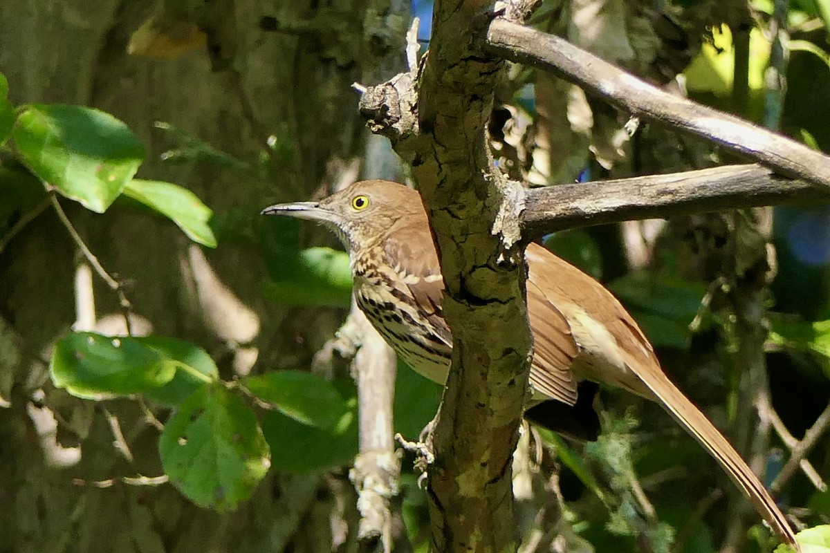 Brown Thrasher - ML641975098