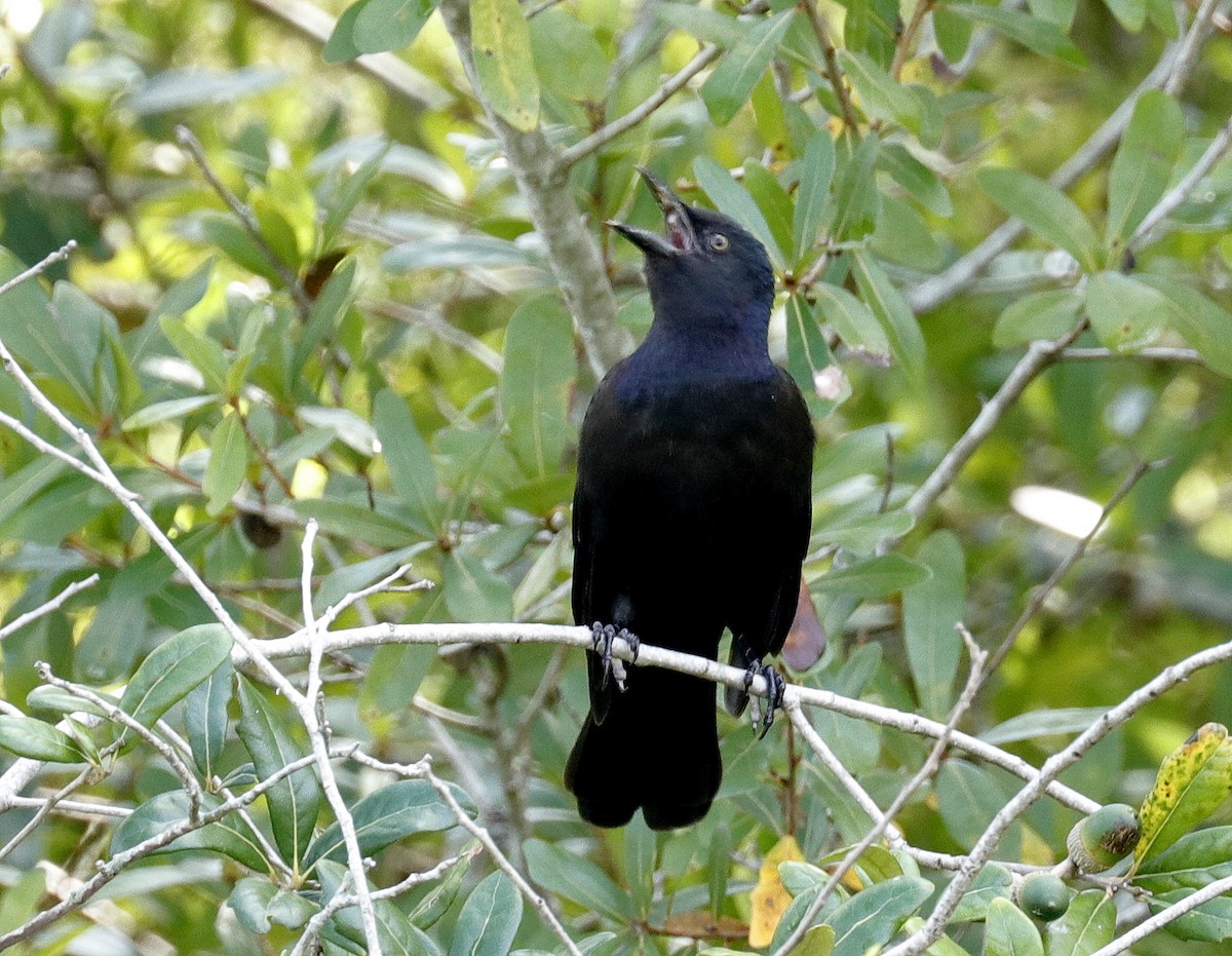Common Grackle - ML641975105