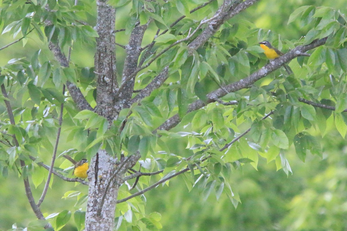 Yellow-breasted Chat - ML641975115
