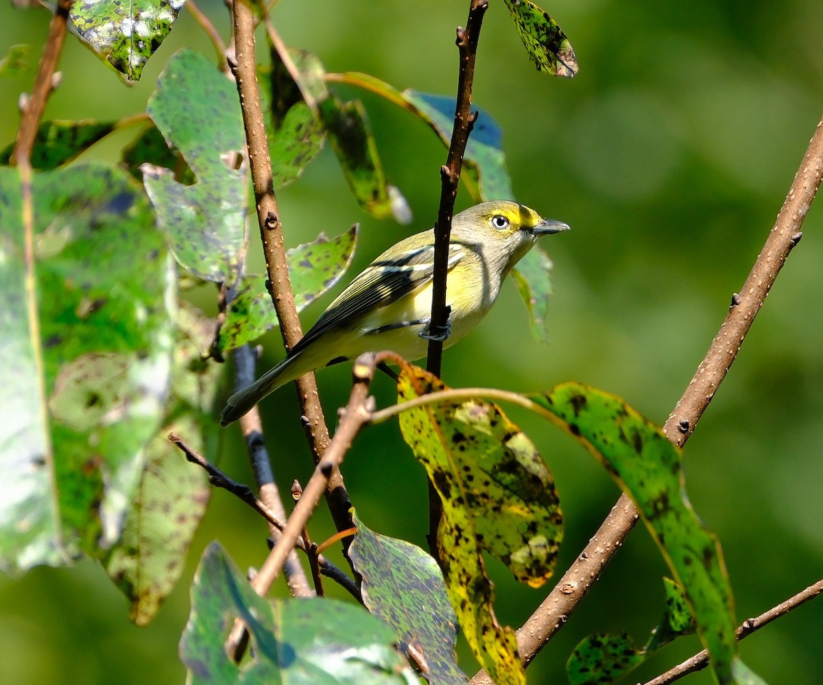 Weißaugenvireo - ML641975126