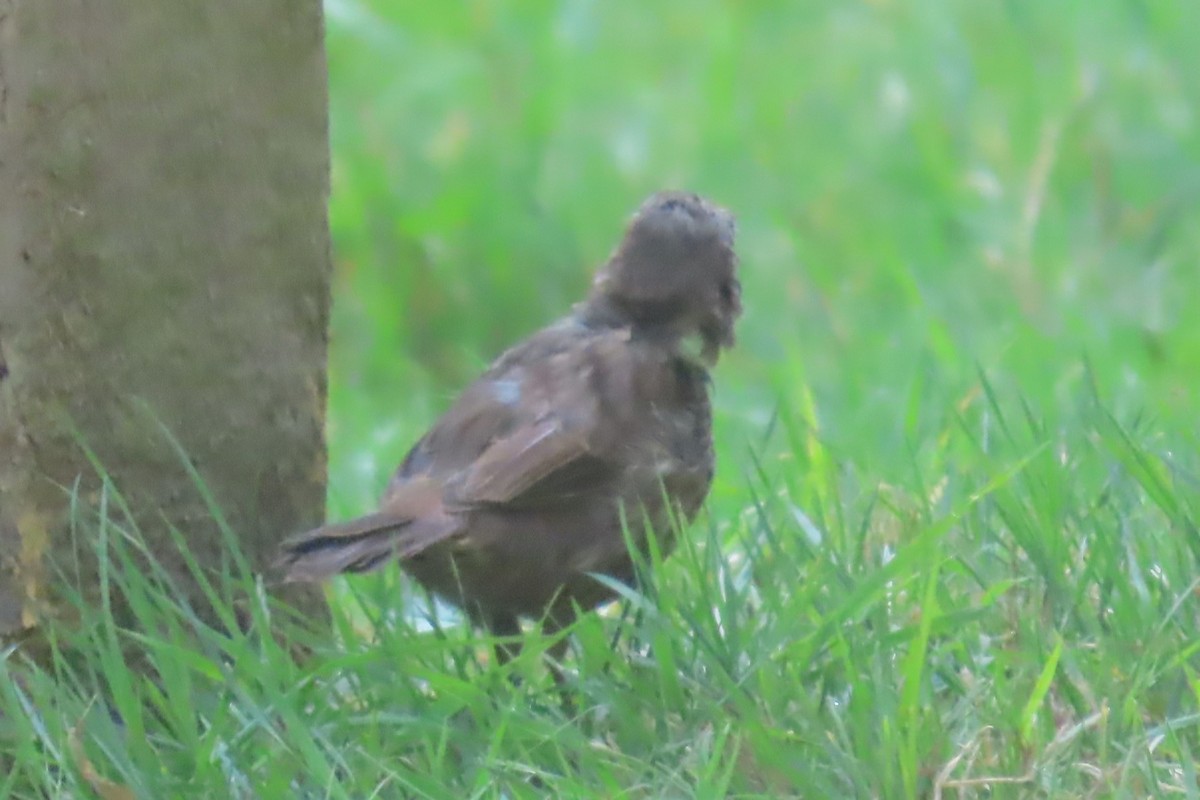 White-crowned Sparrow - ML641975135