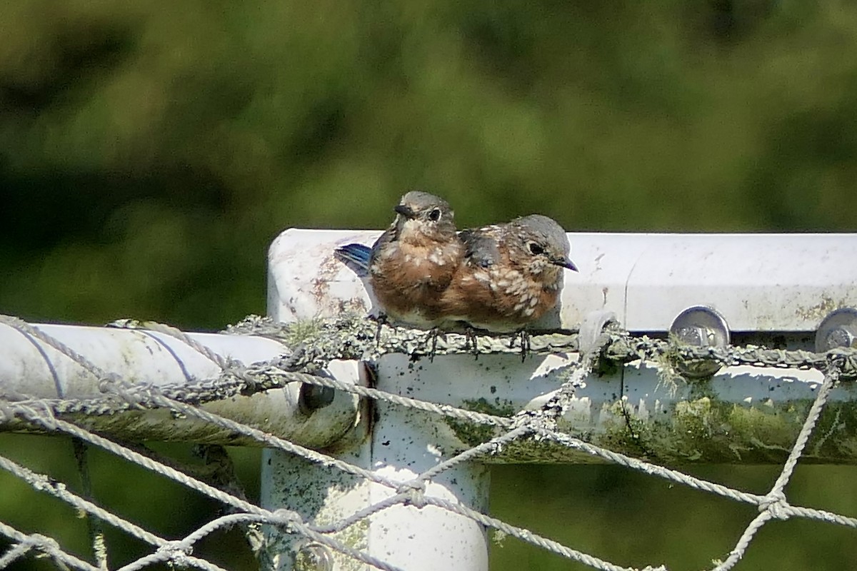 Eastern Bluebird - ML641975139
