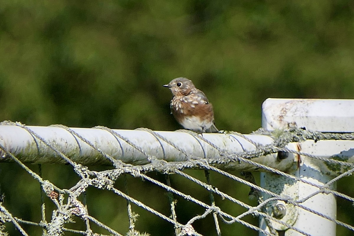 Eastern Bluebird - ML641975140