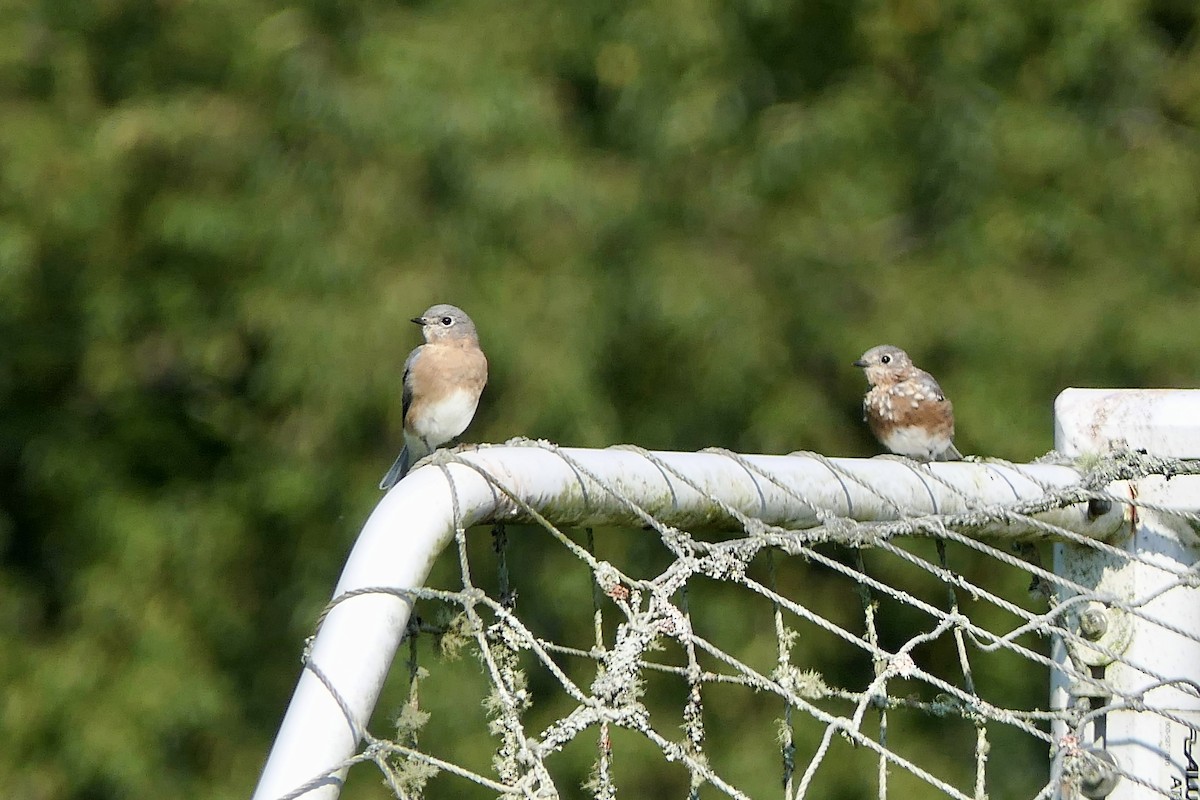 Eastern Bluebird - ML641975141