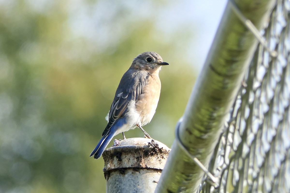 Eastern Bluebird - ML641975142