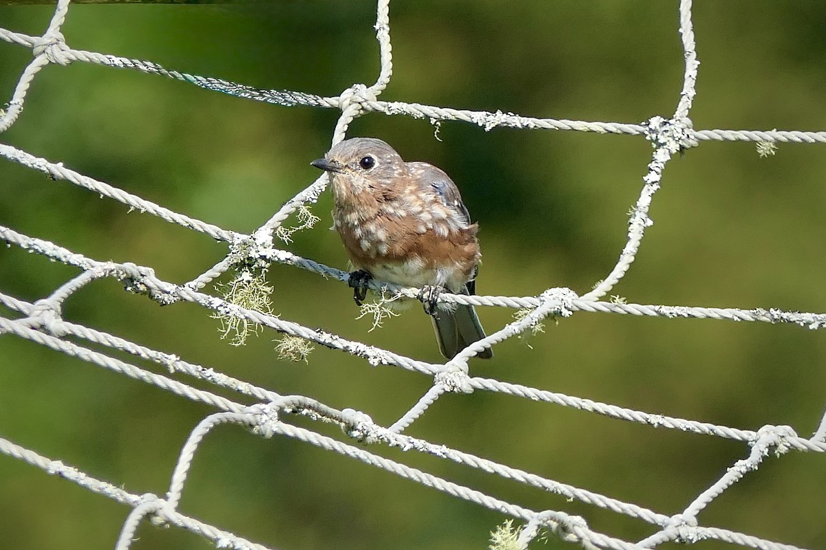 Eastern Bluebird - ML641975143