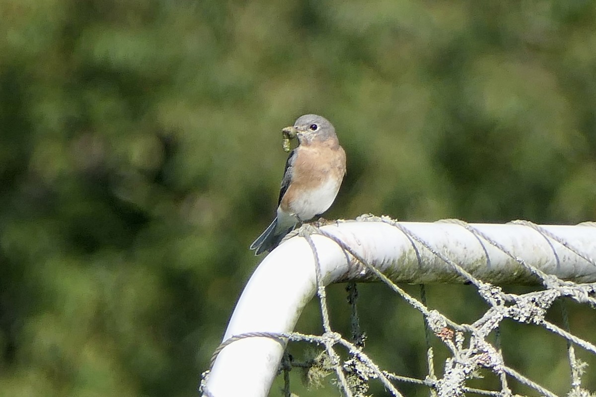 Eastern Bluebird - ML641975144