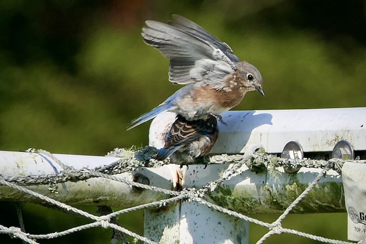 Eastern Bluebird - ML641975145